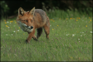 animal pest
