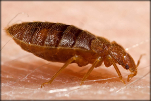 bed bugs