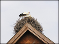 bird control