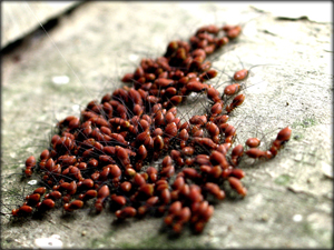 bug control