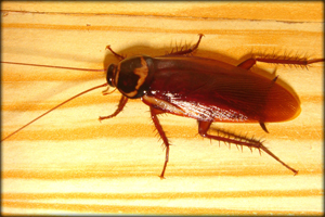 home pest control